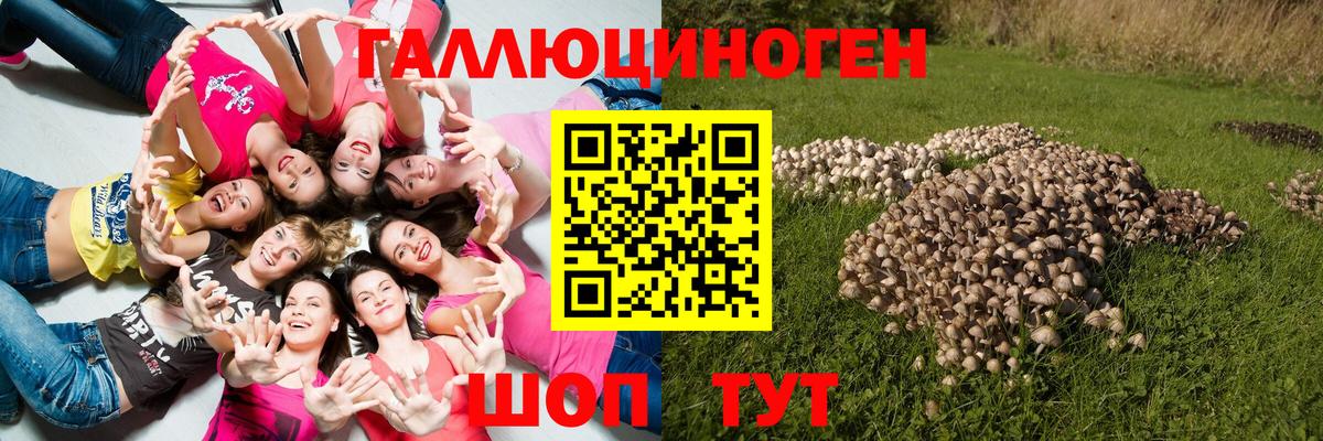 Галлюциногенные грибы GOLDEN TEACHER  Галлюциногенные грибы GOLDEN TEACHER  Новокузнецк  Вход с VPN 